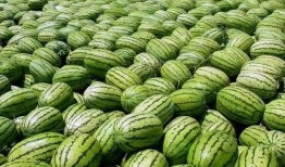 网红吃瓜吃到自己家,一场意外的“瓜田奇遇记”